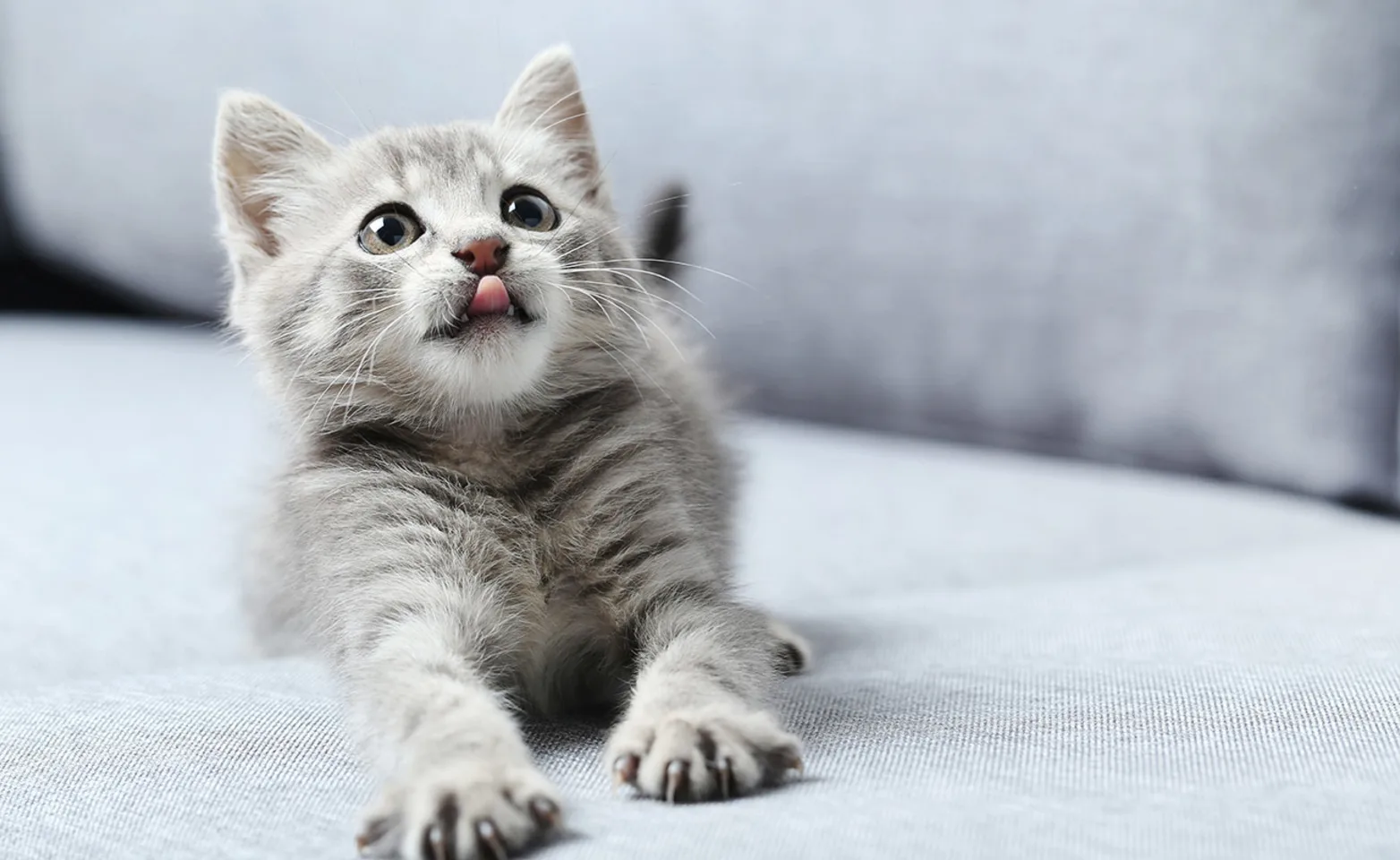 Kitten with tongue out on couch